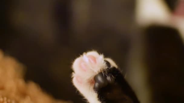 Very cute black and white cat takes care of himself sitting in an unusual and very funny pose on the sofa. The concept of caring for animals, love for pets, home comfort. — Stock Video