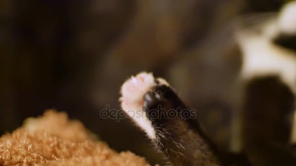 Cute black and white cat takes care of himself sitting in an unusual and very funny pose on his back on the sofa. The concept of caring for animals, love for pets, home comfort. — Stock Video