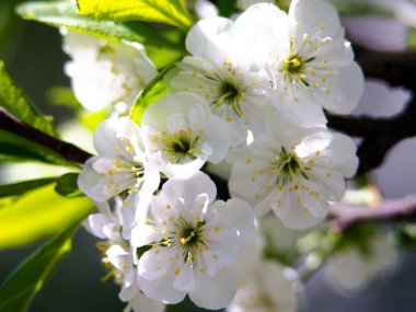 Bahar Mevsimlik arka plan beyaz çiçeklerle doğal Paskalya çiçek resmi kopya alanı ile