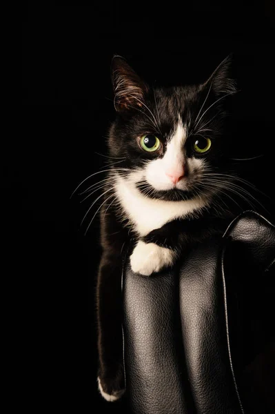 ciddi göz ve yeşil gözlü siyah ve beyaz kedi bir sandalyenin üstüne yatıyor. Evcil hayvanlar ve hayvanlar hakkında kavramı