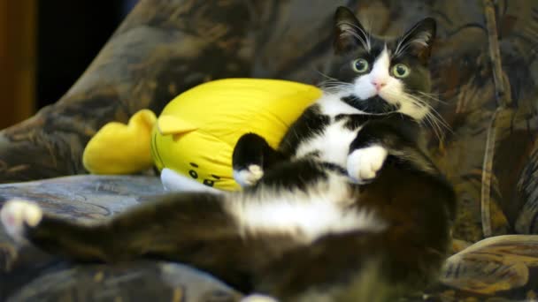 Bonito gato preto e branco Brinca com o proprietário, morde a mão e arranha sentado em uma pose incomum e muito engraçado em suas costas no sofá. O conceito de cuidar de animais, amor por animais de estimação, casa — Vídeo de Stock