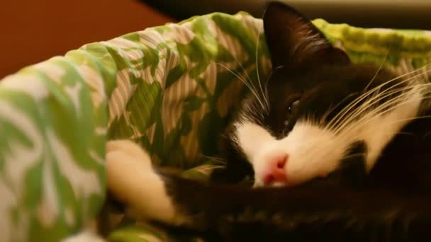 Il gatto sta sonnecchiando nel lettino. Il concetto di amore ospita con animali domestici e proteggere gli animali . — Video Stock