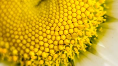 Bir papatya çiçek sarı stamens matrisi merkezidir. Çevre koruma konulu bir farklı bitkisel doğal arka plan olarak makro fotoğrafçılık.