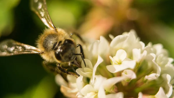 蜂花粉、四つ葉のクローバーを集めるホワイト クローバー花の仕事でのクローズ アップ — ストック写真