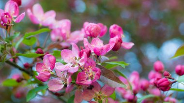 Kiraz çiçekleri Bahar, çevrenin korunması flowers.world pembe