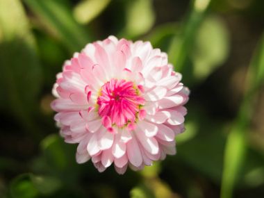 Papatya çiçek yeşil bir arka plan üzerinde. Gerbera veya daisy güzel alanında bir alan papatya pembe bahar bokeh arka plan ile bahçede çiçek