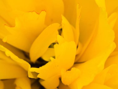 Sarı Lale çiçeği polen taneleri ile anthers Yakın Çekim Lale makro.