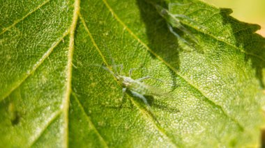 Ekstrem büyütme - Bitkinin üzerindeki yeşil yaprak bitleri