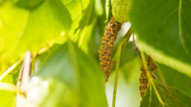 huş tomurcukları ve yaprakları ile genç Şubesi