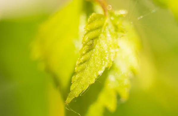 Екстремальне збільшення - зелена попелиця на рослині — стокове фото