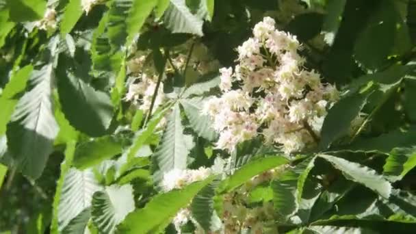 Detail Kvetoucí strom kaštan. Bílá jarní květy kaštanu, osvětlena sluncem, pozadí — Stock video