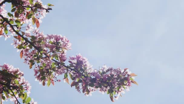 Цветущая бело-фиолетовая японская сакура цветет на мелкой глубине поля на фоне голубого неба Цветы на ветвях яблока или вишни образуют естественную рамку вокруг голубого неба — стоковое видео