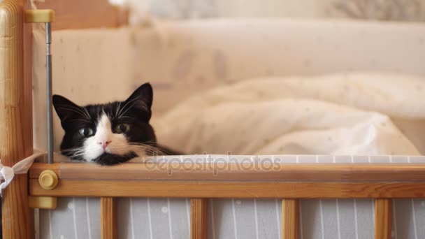 Kot leży w łóżeczku dziecka i zegarki, co dzieje się w domu. Ideę spokój w rodzinie i miłości właścicieli zwierzęta rozciąga się zmęczony kot Mora i ziewa na poduszce. — Wideo stockowe