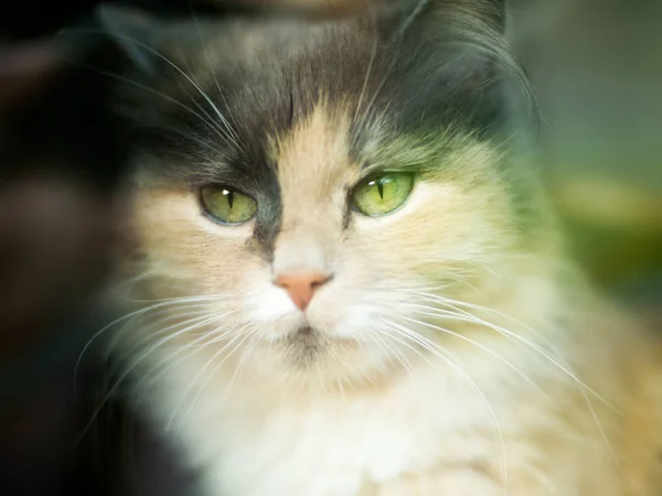 Un gato mira a la cámara con una lana de tres colores con ojos verdes. Muy lindo y suave mascota es el concepto de los propietarios de amor por su animal y para la protección del medio ambiente . —  Fotos de Stock