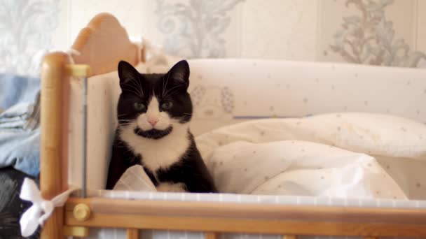 El gato yace en una cuna y observa lo que está sucediendo en la casa. La idea de tranquilidad en la familia y los propietarios aman a las mascotas Cansado gato tabby se estira y bosteza en la almohada . — Vídeos de Stock