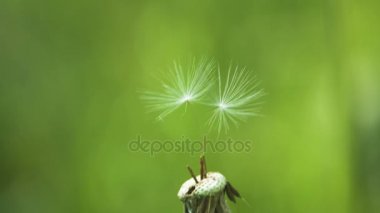 Bir çiçek bir karahindiba son tohum rüzgarda sallandı. Kavramı son kurtulan ve karahindiba üfleme, metanet yavaş hareket