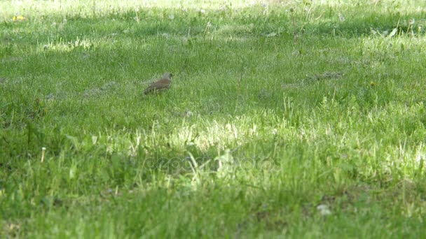 草で草を探している 1 羽の鳥のジェイ。野生動物と環境保護の概念 — ストック動画