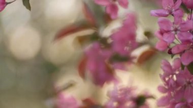 Bir çekici kahverengi saçlı kız beyaz pembe kiraz burnunu çekmek veya bahar bahçe kadın elma çiçekleri beyaz kiraz çiçek çiçek dalı güneşli günde kırsal bahçede çiçek kokusuna sahiptir