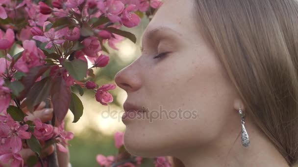 在春天的花园樱花花的香味。一个有吸引力的棕发女孩嗅白色粉红色樱桃或苹果花女人喜欢气味的白色朵朵樱桃花绽放在阳光明媚的树枝上 — 图库视频影像