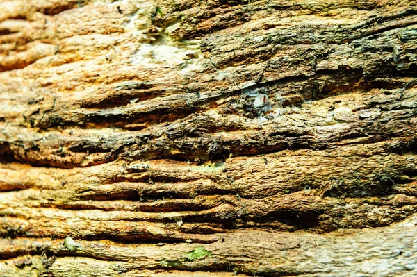 Holz Textur Hintergrund Nahaufnahme von altem Totholz, das gebeizt und mit einer rauen strukturierten Oberfläche entsteint ist. — Stockfoto