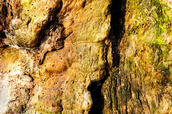 Ahşap doku arka plan lekeli ve bir kaba dokulu yüzeyi ile çekirdeksiz eski ölü odun Close-up.