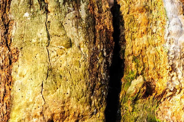 木材纹理背景的朽木，是染色，采用粗糙纹理表面坑坑洼洼的特写镜头. — 图库照片