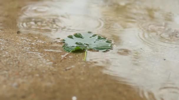 Una hoja verde en un charco de agua bajo una cálida lluvia de verano. cámara lenta — Vídeo de stock