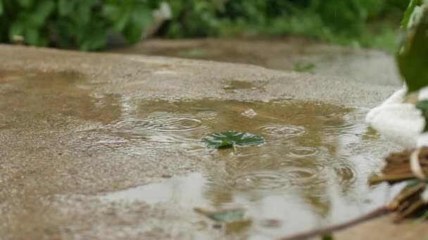 Uma folha verde em uma piscina de água sob uma chuva quente de verão. câmara lenta — Vídeo de Stock