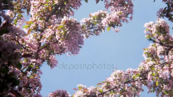 Florecimiento blanco y púrpura Japonés Sakura flores de cerezo en poca profundidad de campo contra un cielo azul Flores en las ramas de una manzana o cerezo forman un marco natural alrededor del cielo azul — Vídeo de stock