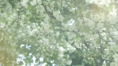 Işık güneş ışınları dalında beyaz çiçekler. Çiçekli ağaç panorama. Bahar ya da yaz ve uyanış hayat, sevinç ve saflık sembolü. Parlak renkler. Görünümü Kapat.