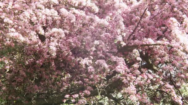 Blühende weiße und lila japanische Sakura-Kirschblüten in geringer Schärfentiefe vor blauem Himmel Blumen an den Ästen eines Apfels oder einer Kirsche bilden einen natürlichen Rahmen rund um den blauen Himmel — Stockvideo