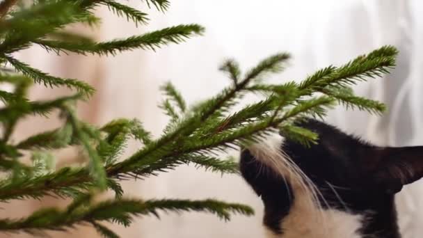 Dívka hladí a hladil její britská kočka sedí na její křeslo poblíž The vánoční strom při domácí. — Stock video
