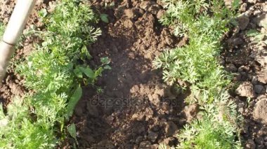 El ile işlem yere karık arası çapa ve karık ekime hazırlanması bir mala ile yere bir kadın. kadın çalışma toprak bitki için ev bahçe ve organik sebze üreten