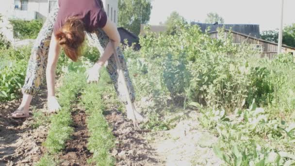 A woman in the manual process the ground with a trowel hoeing the ground and preparing the furrow for planting. woman working soil in home garden to plant and producing organic vegetables — Stock Video