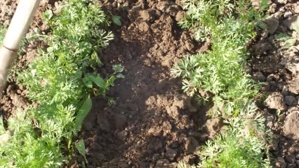 Una mujer en el proceso manual del suelo con una paleta de azada del suelo y la preparación del surco para la plantación. tierra de trabajo de la mujer en el jardín casero para plantar y producir verduras orgánicas — Vídeo de stock