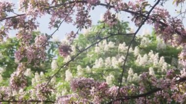 dalları kestane ağacı ve mor Japon Sakura kiraz çiçekleri ve yeşil park, mavi gökyüzü, bluechestnut ağaç Chromakey bırakır. Çiçek açan kestane. Sallanan dallar önümüzdeki