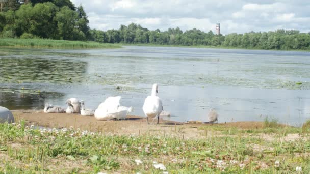 Familia de cisnes con cisnes jóvenes en el lago — Vídeo de stock