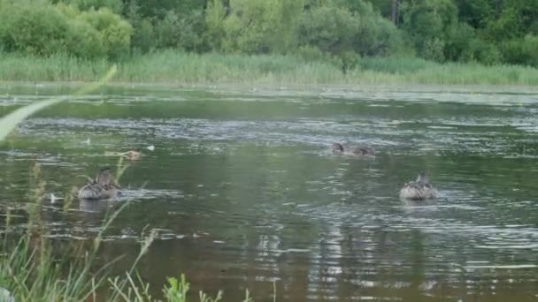 Eend met eendjes op wandeling drijvend in het vijverwater. Harmonie van de natuur. — Stockvideo