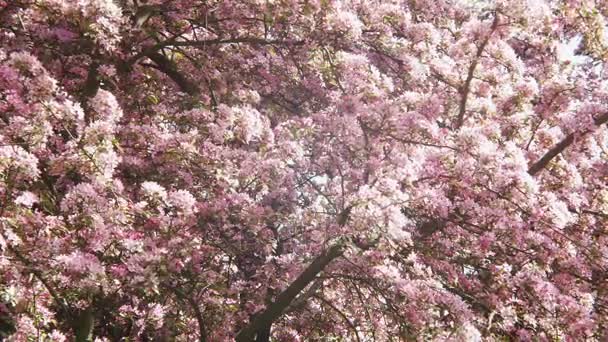 Квітучі біле та пурпурне японська сакура вишневого кольору в малу глибину різкості на блакитному небі квіти на гілках яблуко або вишня форми природні рамки навколо Синє небо — стокове відео
