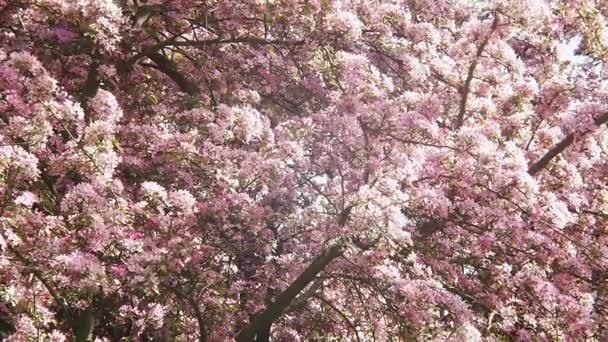 Wit en paars Japanse Sakura bloeiende kersenbloesem in ondiepe scherptediepte tegen een blauwe hemel bloemen op de takken van een appel of kersen-formulier een natuurlijke frame rond de blauwe hemel — Stockvideo