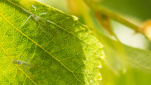 huş tomurcukları ve yaprakları ile genç Şubesi