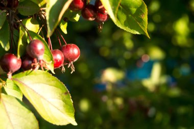 Küçük kırmızı süs kırmızı elma yeşil dalları ile yaprakları, arka plan üzerinde Kapat