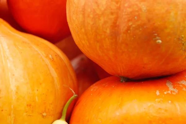 Bir sürü Turuncu kabak. Cadılar Bayramı tatil için hazırlık