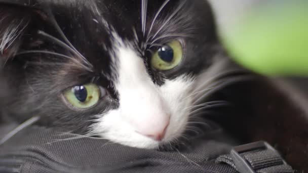 Große schwarz-weiße Katzenfarbe mit großen grünen Augen, irgendwo traurig, Nahaufnahme — Stockvideo