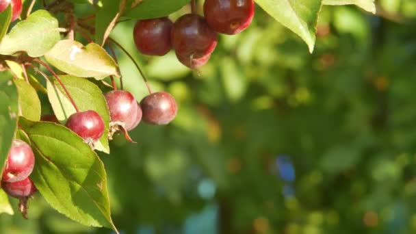 Molte piccole mele rosse su un albero di mele. Una leggera brezza difficilmente impedisce il fogliame. Sullo sfondo melo con un sacco di mele rosse mature — Video Stock