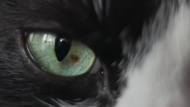 Primer plano del ojo de un gato blanco y negro. ojo del Dragón. Ojos grandes — Vídeo de stock