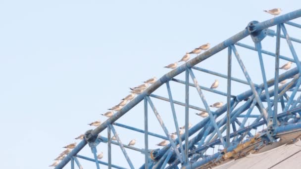 Muitas gaivotas estão sentadas em uma estrutura metálica — Vídeo de Stock