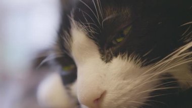 siyah ve beyaz kedi pinekleme. yakın çekim. Ağır çekim