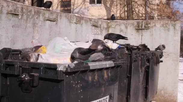 Los pájaros cavan botes de basura en el basurero de la ciudad, buscando comida en bolsas de basura abiertas. El concepto de contaminación global y sociedad de consumo. 4k UHD 3840 2160 disparo rápido a cámara lenta — Vídeo de stock