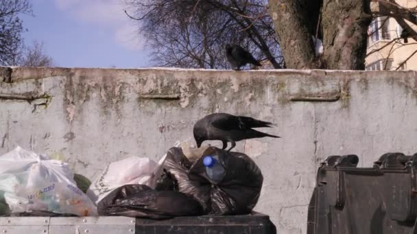 Latas de lixo na lixeira da cidade. Os pássaros cavam sacos de lixo. O conceito de poluição global e sociedade de consumidores.4k UHD 3840 2160 câmera lenta tiro rápido — Vídeo de Stock